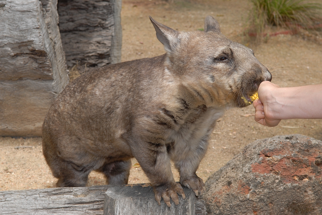 0065 Cairns Tropical Zoo.jpg